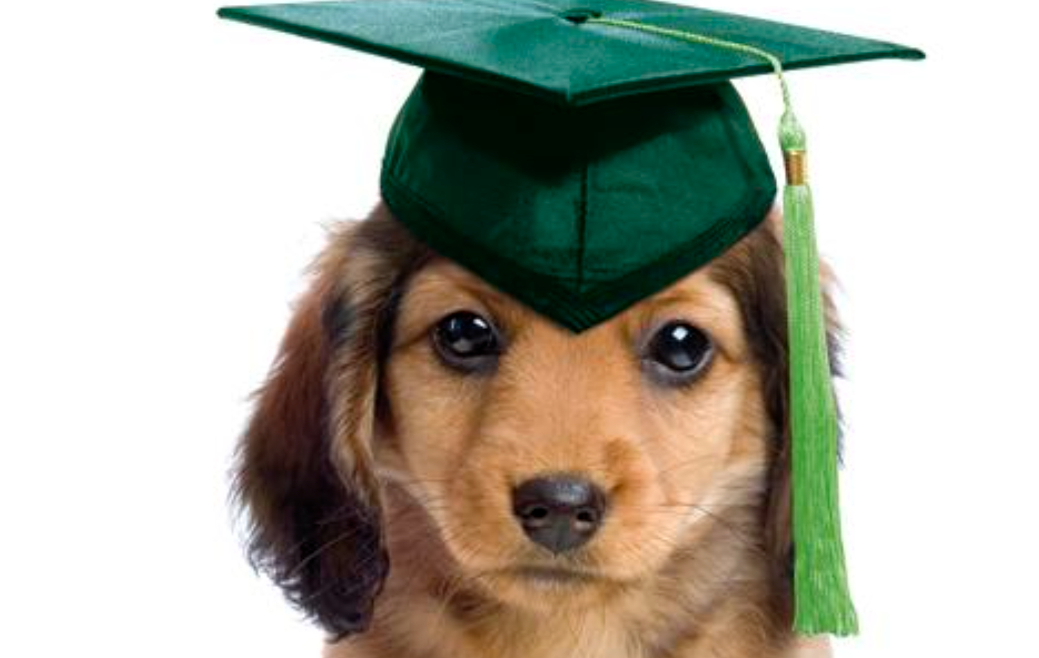Clase de iniciación y educación canina